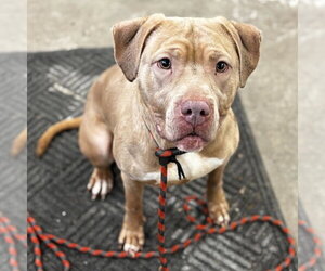 Mutt Dogs for adoption in Minneapolis, MN, USA