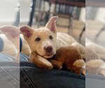 Small Photo #1 Australian Shepherd-German Shepherd Dog Mix Puppy For Sale in Crystal , MN, USA