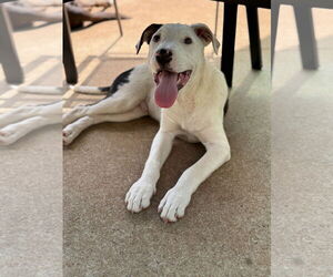 Mutt Dogs for adoption in Greenville, SC, USA