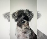Small Photo #4 Mutt Puppy For Sale in Tampa, FL, USA
