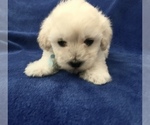 Small Photo #12 Poodle (Toy) Puppy For Sale in SAFFORD, AZ, USA