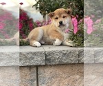 Small #4 Shiba Inu