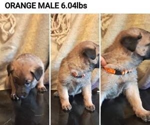 Medium German Malinois