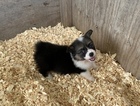Small Photo #6 Pembroke Welsh Corgi Puppy For Sale in CASTROVILLE, TX, USA