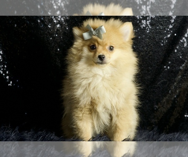 Medium Photo #55 Pomeranian Puppy For Sale in WARSAW, IN, USA