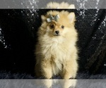 Small Photo #55 Pomeranian Puppy For Sale in WARSAW, IN, USA