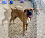 Small Boxer