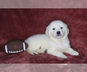 English Cream Golden Retriever Puppy for sale in FREDERICKSBG, OH, USA