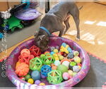 Small #2 American Pit Bull Terrier