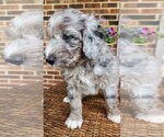 Small #6 Aussiedoodle