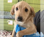 Small Labrador Retriever Mix