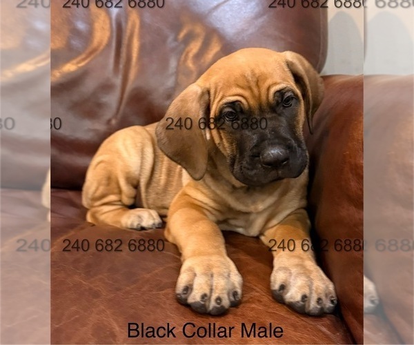 Medium Photo #3 Cane Corso Puppy For Sale in LA PLATA, MD, USA