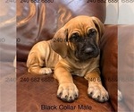 Small Photo #3 Cane Corso Puppy For Sale in LA PLATA, MD, USA