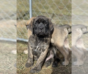 Mastiff Puppy for sale in MOUNT SOLON, VA, USA