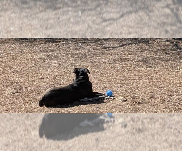 Medium Photo #1 Mutt Puppy For Sale in Orange Grove, TX, USA