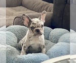 Small #1 French Bulldog
