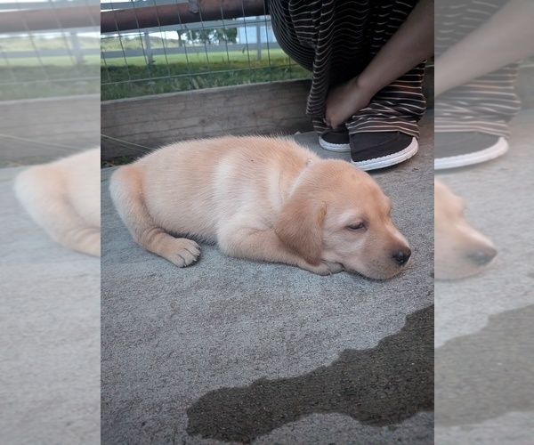 Medium Photo #7 Labrador Retriever Puppy For Sale in PIERSON STATION, IL, USA