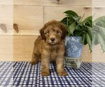 Small Photo #1 Whoodle Puppy For Sale in DOSS, MO, USA