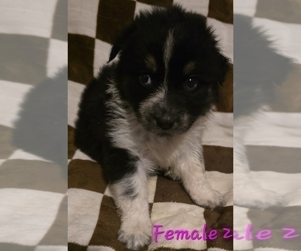 Medium Photo #21 Australian Shepherd Puppy For Sale in ROY, UT, USA