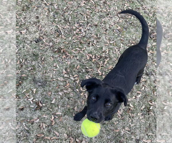 Medium Photo #3 Labrador Retriever-Unknown Mix Puppy For Sale in Brewster, NY, USA