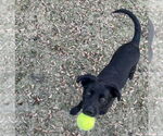 Small #2 Labrador Retriever Mix