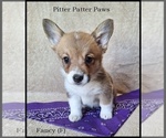 Puppy Fancy Pembroke Welsh Corgi