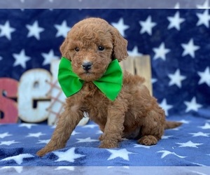 Poodle (Toy) Puppy for sale in LANCASTER, PA, USA