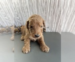 Small Photo #13 Goldendoodle Puppy For Sale in WOODBURN, IN, USA