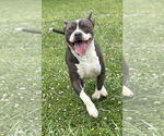 Small #5 American Pit Bull Terrier