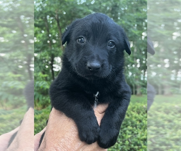 Medium Photo #1 Belgian Malinois Puppy For Sale in BURNINGTOWN, NC, USA