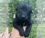 Puppy Spike Belgian Malinois