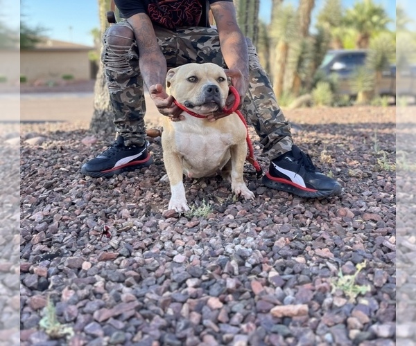 Medium Photo #1 American Bully Puppy For Sale in SCOTTSDALE, AZ, USA