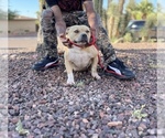 Small American Bully
