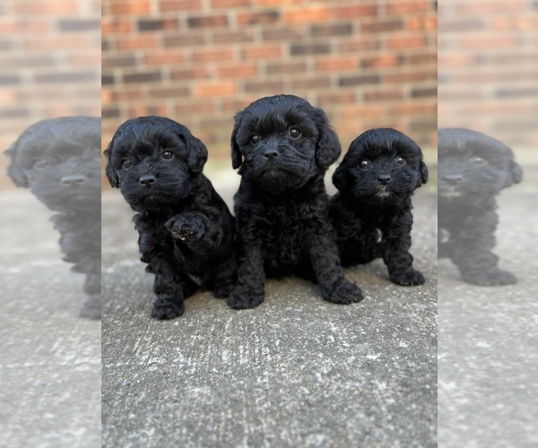 Medium Photo #1 Cockapoo Puppy For Sale in BELTON, KY, USA