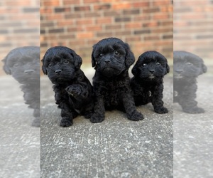 Cockapoo Puppy for sale in BELTON, KY, USA