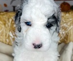 Puppy Banff Sheepadoodle