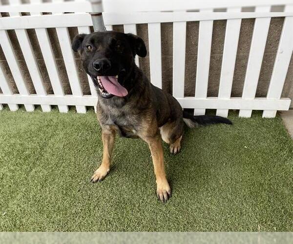 Medium Photo #1 German Shepherd Dog-Unknown Mix Puppy For Sale in Modesto, CA, USA