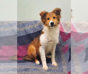 Border Collie-Unknown Mix Dogs for adoption in Lake City, MI, USA