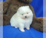 Small Photo #2 Pomeranian Puppy For Sale in MARIONVILLE, MO, USA