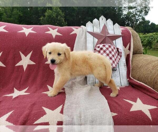 Medium Photo #5 Golden Retriever Puppy For Sale in SHERIDAN, MI, USA
