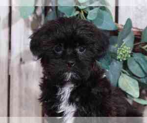 Shorkie Tzu Puppy for sale in MOUNT VERNON, OH, USA