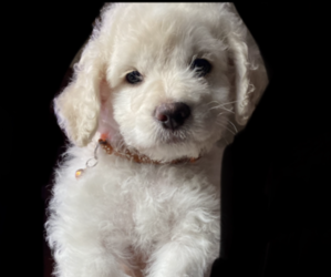 Pyredoodle Puppy for sale in LYNWOOD, CA, USA