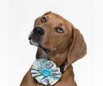 Small American Pit Bull Terrier-Doberman Pinscher Mix