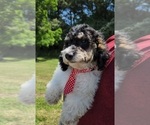 Small Photo #6 Cavalier King Charles Spaniel-Cavapoo Mix Puppy For Sale in HAMPTON, VA, USA
