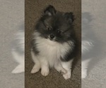 Puppy Porsche Pomeranian