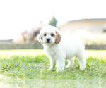 Small #3 Cockapoo