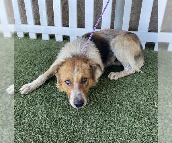 Medium Photo #1 Australian Shepherd-Unknown Mix Puppy For Sale in Modesto, CA, USA