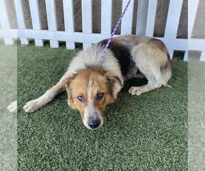 Australian Shepherd-Unknown Mix Dogs for adoption in Modesto, CA, USA