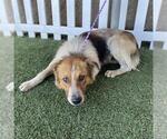 *WILBUR - Male Australian Shepherd-Unknown Mix Dog for Adoption - Small photo