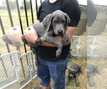 Small Photo #7 Great Dane Puppy For Sale in DEVINE, TX, USA